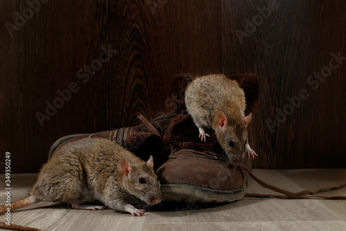 Close-up of two rats near brown boots on the gray floors. The concept of rodent control  in the apartment. Extermination.