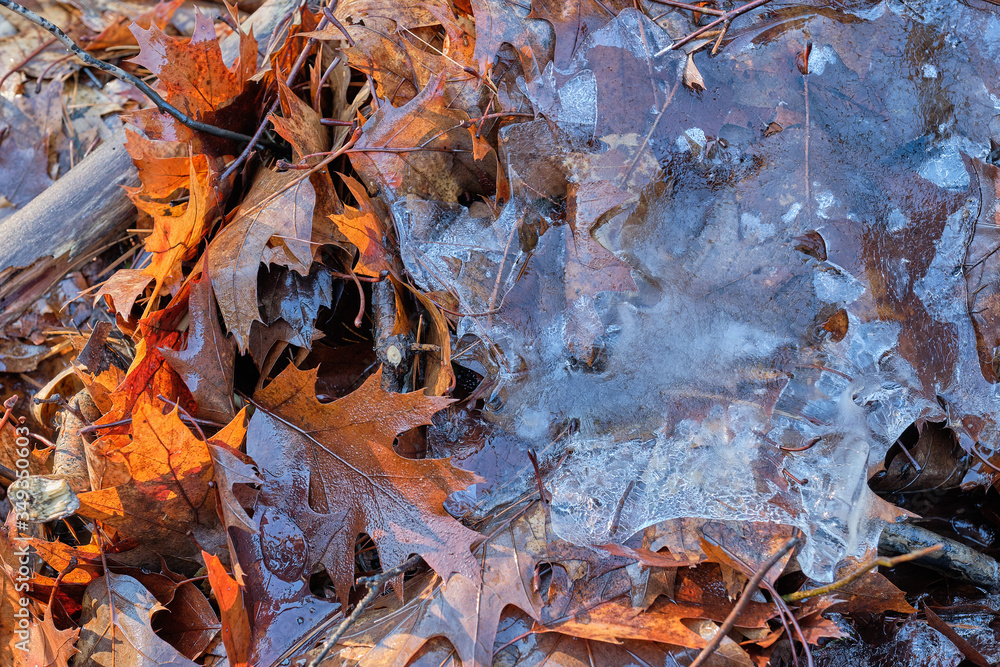 Early morning light shines on on fallen autumn leaves covered in ice