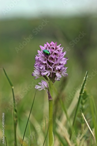 Seidiger Fallk  fer  Cryptocephalus sericeus  auf Dreiz  hnigem Knabenkraut  Neotinea tridentata .