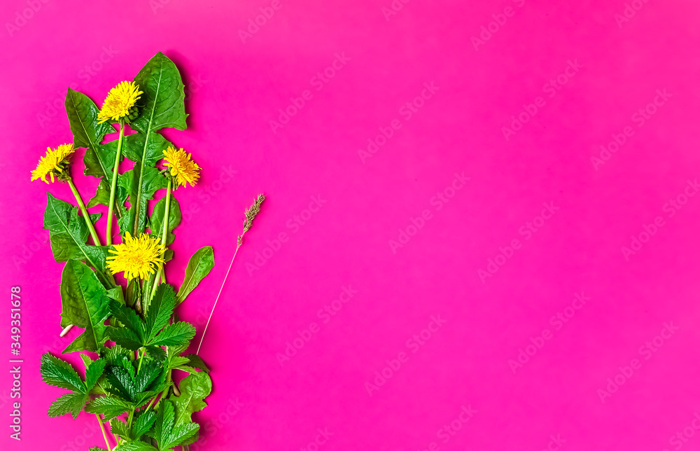 Obraz premium Dandelions, spring wildflowers on a pink background, layout with copy space, decor.