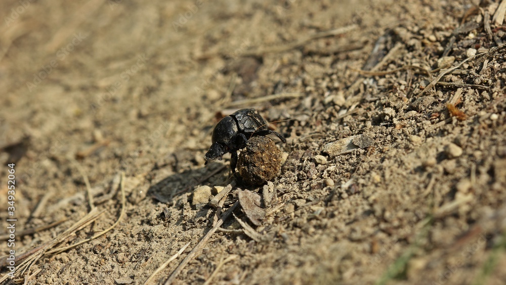 Matter Pillenwälzer oder Matter Pillendreher (Sisyphus schaefferi) mit Dungkugel Matter Pillenwälzer oder Matter Pillendreher (Sisyphus schaefferi) mit Dungkugel