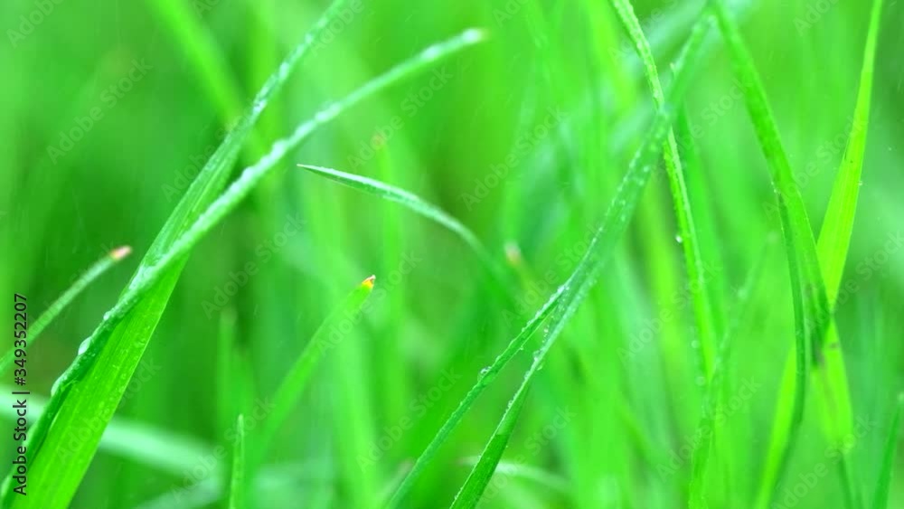 Water dripping on fresh green grass after rain. Grass with dew drops. Beautiful nature. Morning dew on grass. Outdoors, close up, macro, slow motion, closeup Water dripping on fresh green grass after rain. Grass with dew drops. Beautiful nature. Morning dew on grass. Outdoors, close up, macro, slow motion, closeup