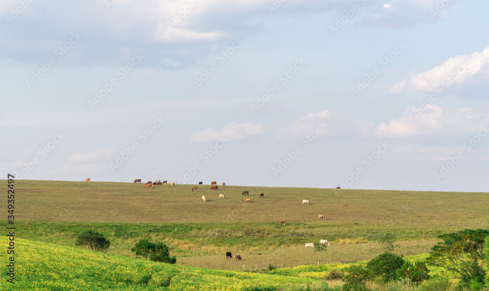 Production and livestock fields on the border of Brazil and Uruguay