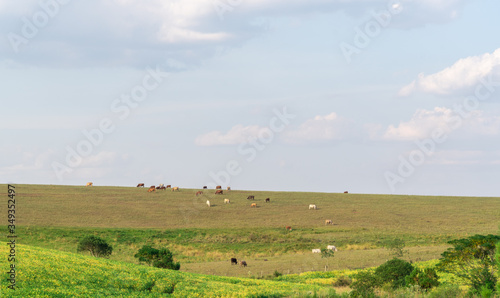 Production and livestock fields on the border of Brazil and Uruguay