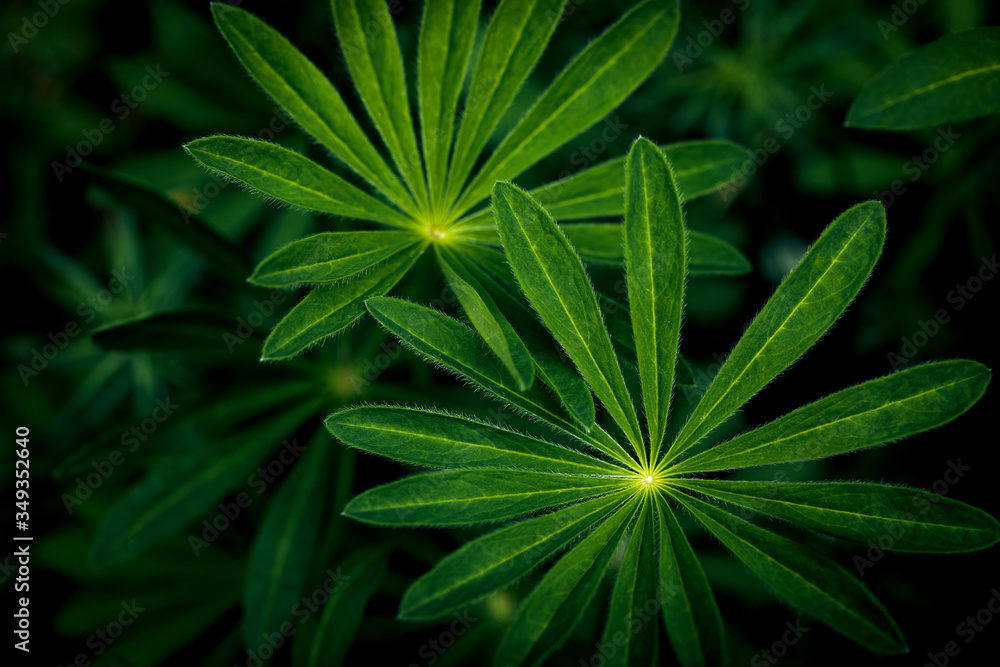 Dark juicy foliage of lupines. Beautiful, green patterned leaves of herbaceous plants, growing thickly, create a beautiful natural, textured background. Dark juicy foliage of lupines. Beautiful, green patterned leaves of herbaceous plants, growing thickly, create a beautiful natural, textured background.