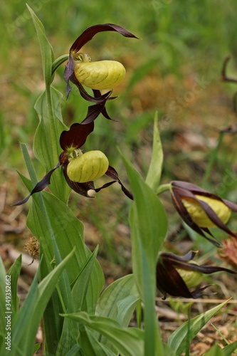 Gelber Frauenschuh (Cypripedium calceolus) photo