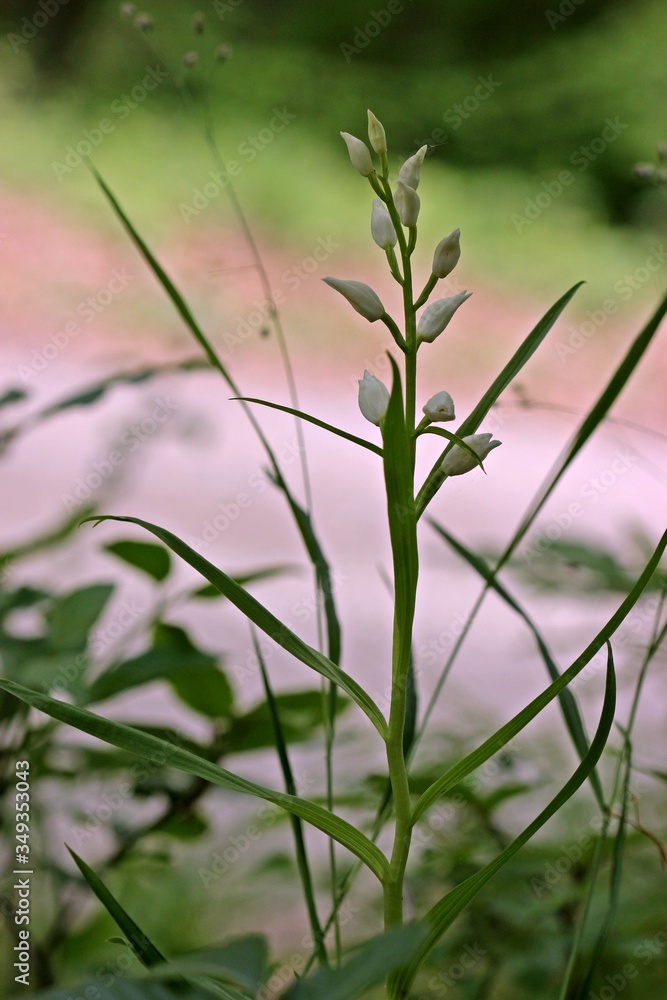 Schwertblättriges Waldvöglein (Cephalanthera longifolia) Schwertblättriges Waldvöglein (Cephalanthera longifolia)