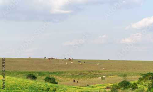 Production and livestock fields on the border of Brazil and Uruguay