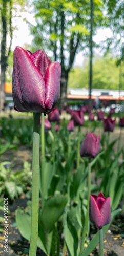 Beautiful maroon tulips on the boulevard on a sunny day, one in the foreground and several in the background in defocus, blurry. Vertical photo with space for text.