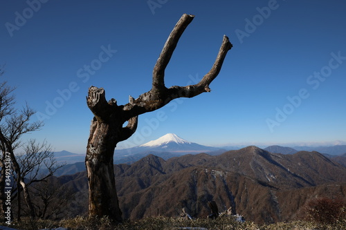 Strange tree with Mt. Fuji in the background
