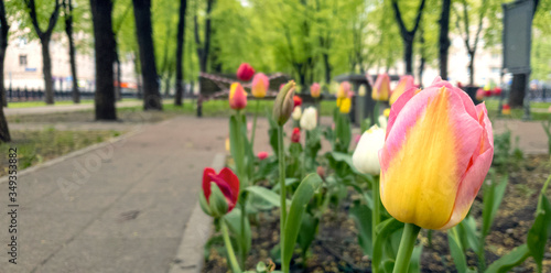 Multicolour tulips in the foreground on the boulevard. The bench wrapped in a white and red ribbon is out of focus in the background, which prohibits sitting due to the COVID-19 pandemic. Horizontal 