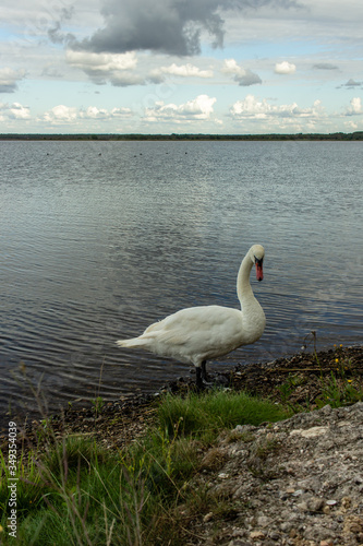 White water bird  one swan near lake