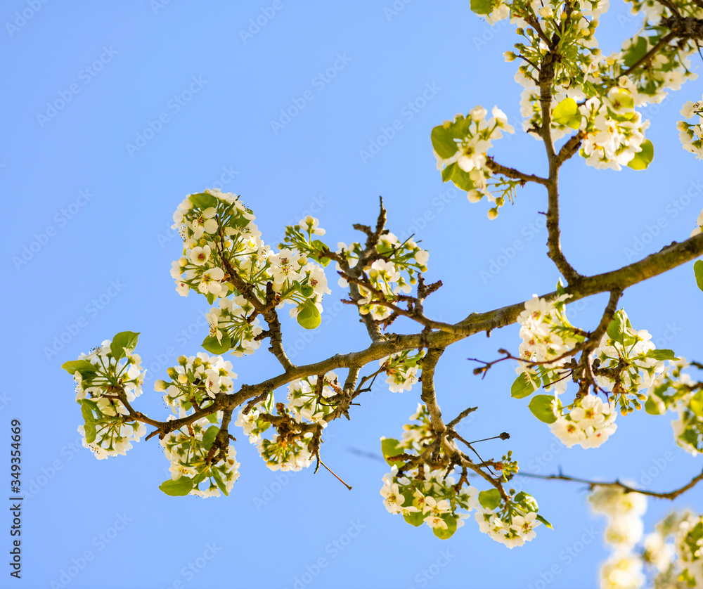 blossoming apple tree blossoming apple tree
