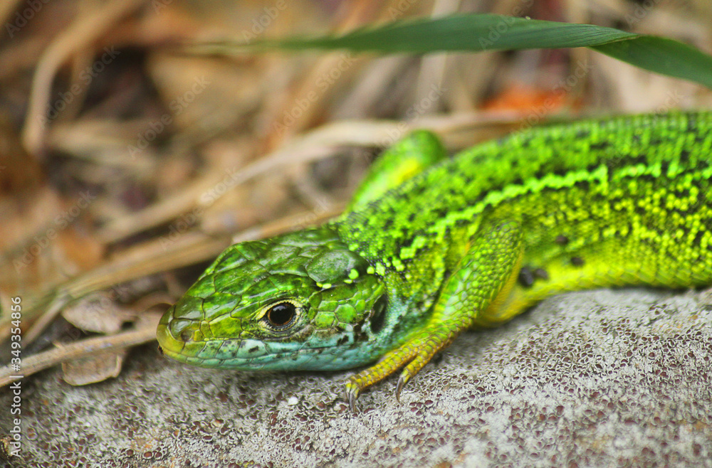 close up of a green lizard on the stone
