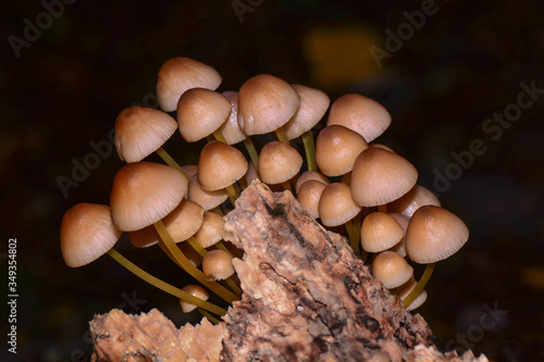 Galerina Marginata, poisonous mushroom. Kırklareli Turkey.