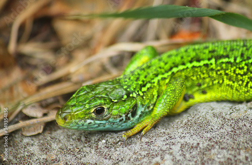 close up of a green lizard on the stone