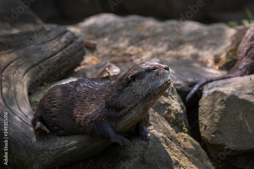 Aonyx cinereus - a small otter lying on a wooden trunk and basking in the sun and drying.
