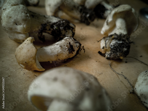Close-up of pine mushrooms on a dark background . Edible and delicious mushrooms