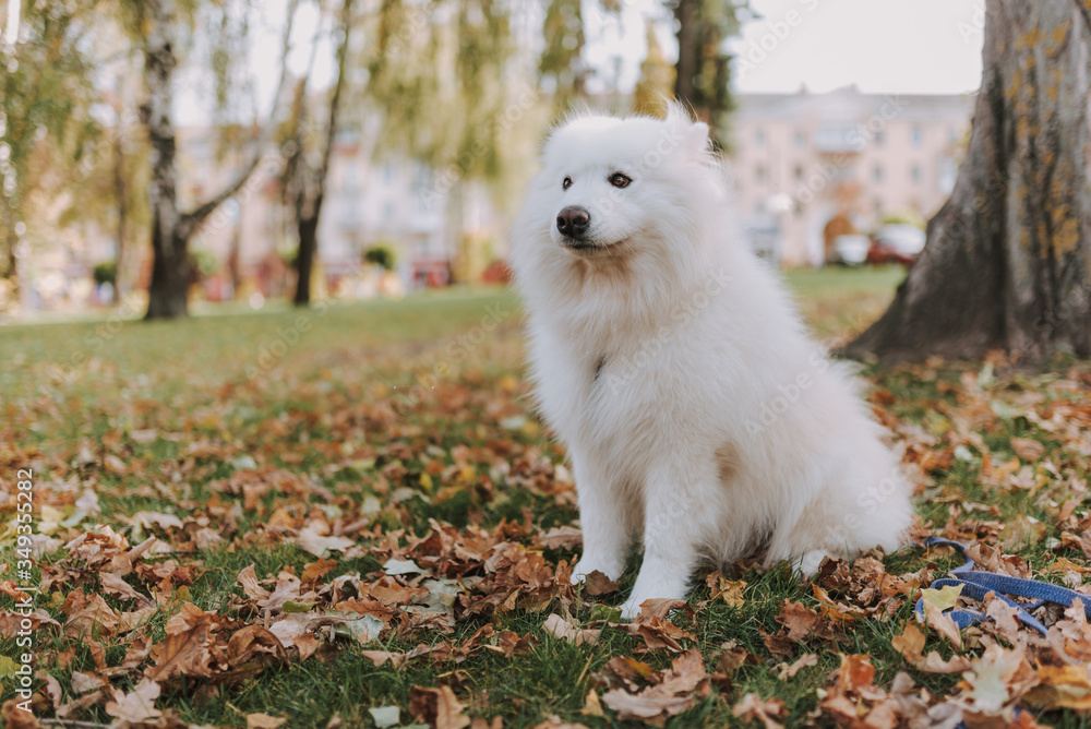 Cute Samoyed dog sitting in the autumn park Cute Samoyed dog sitting in the autumn park