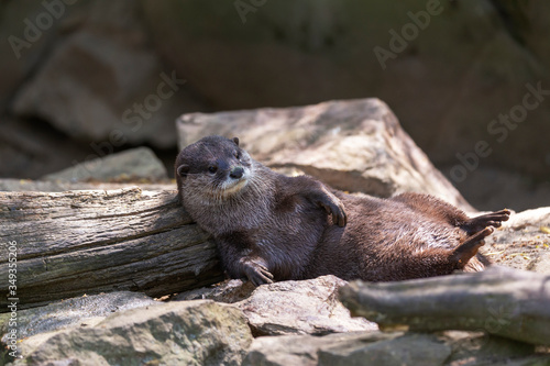 Aonyx cinereus - A small otter lying on its back and basking in the sun.
