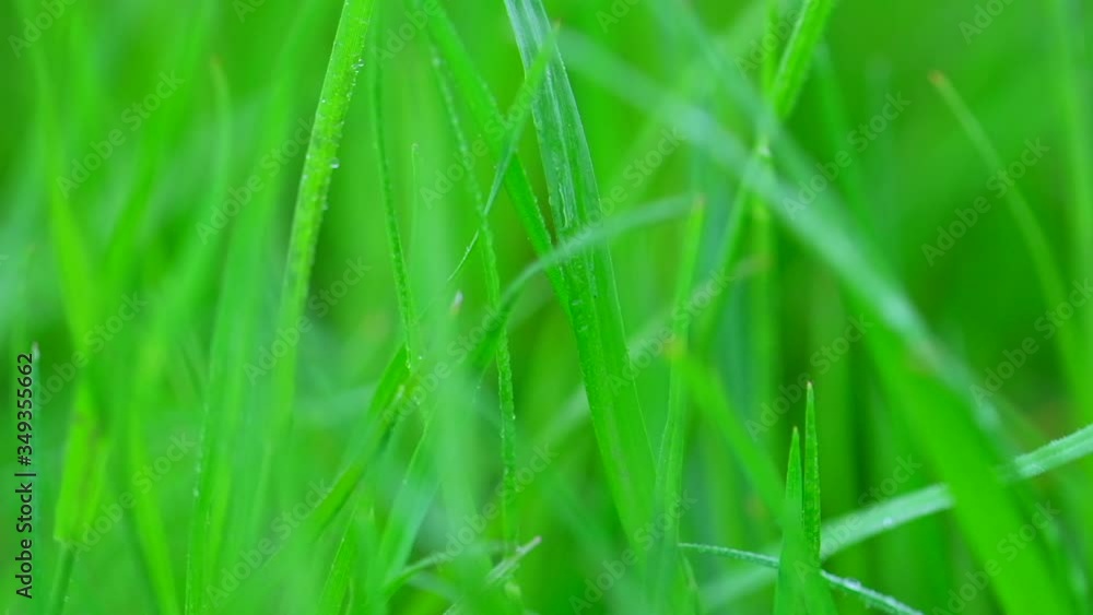 Water dripping on fresh green grass after rain. Grass with dew drops. Beautiful nature. Morning dew on grass. Outdoors, close up, macro, slow motion, closeup Water dripping on fresh green grass after rain. Grass with dew drops. Beautiful nature. Morning dew on grass. Outdoors, close up, macro, slow motion, closeup