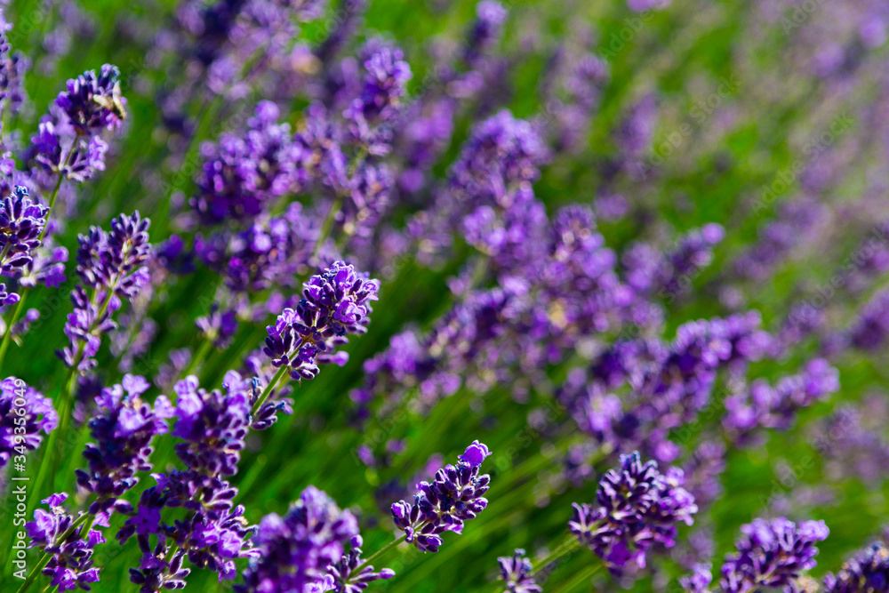 Obraz premium purple lavender flowers
