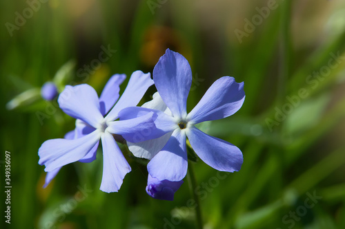 Phlox divaricata - wild sweet william - woodland phlox - wild blue phlox. Close up flower head