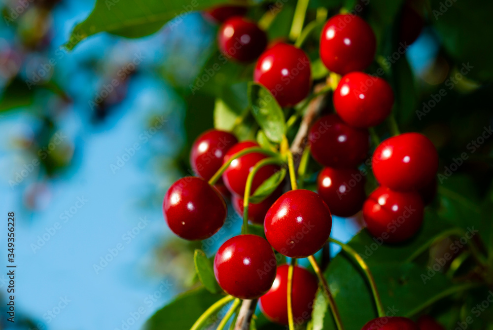 Obraz premium Cherry