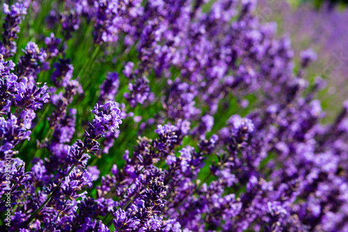 purple lavender flowers