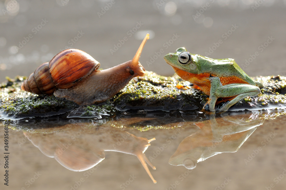 Naklejka premium Snail and Frog