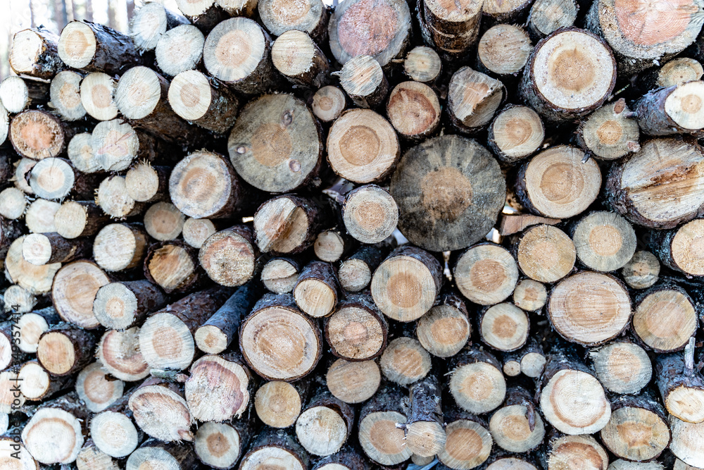 Chopped wood in the Karelian forest Chopped wood in the Karelian forest