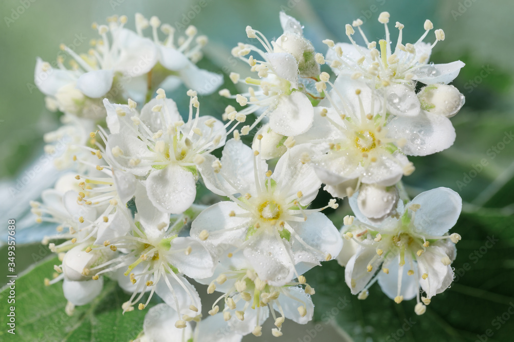 Obraz premium White inflorescences of mountain ash Sorbus intermedia close-up. White flowers on a blurry green background for a spring-themed design.