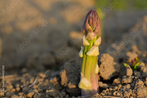 Close-up of a green young asparagus spike growing upwards on the field photo