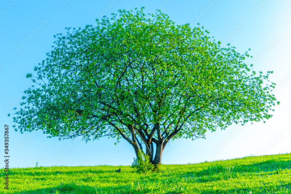 Flowering tree on sky background Flowering tree on sky background