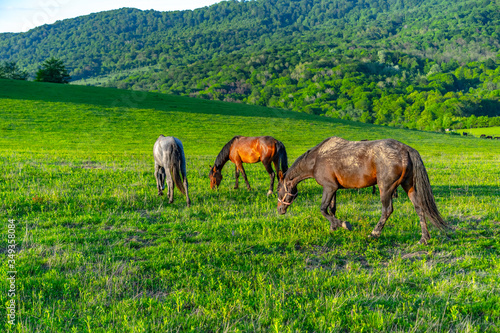 Horses graze in the meadow