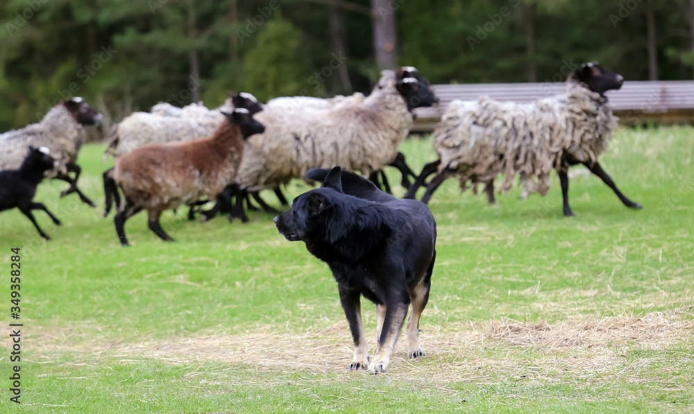 A flock of sheep with a shepherd and a dog. A flock of sheep with a shepherd and a dog.