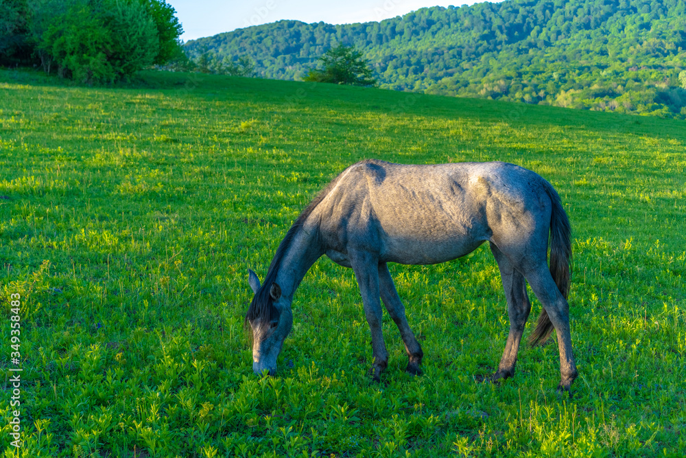 Horses graze in the meadow Horses graze in the meadow