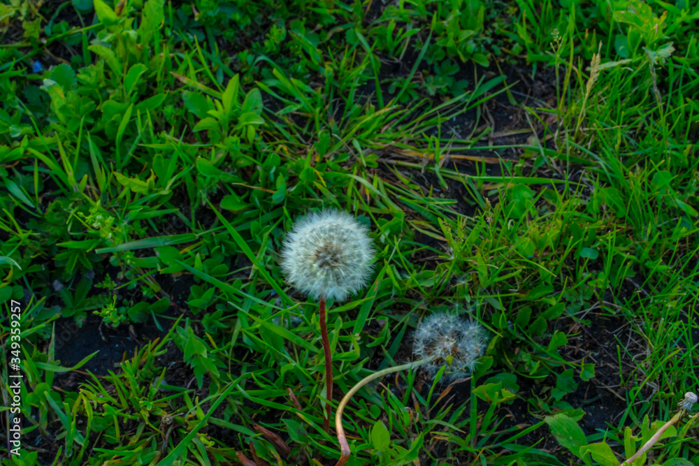 Flowering dandelion grows out of the ground Flowering dandelion grows out of the ground