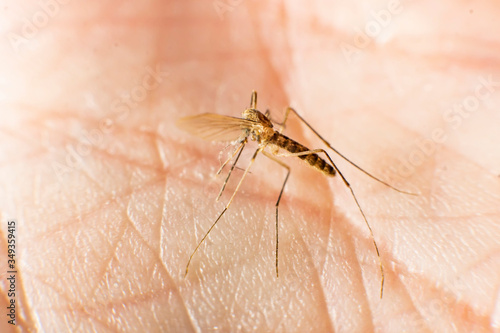 a mosquito sits on the skin of a man hand close up