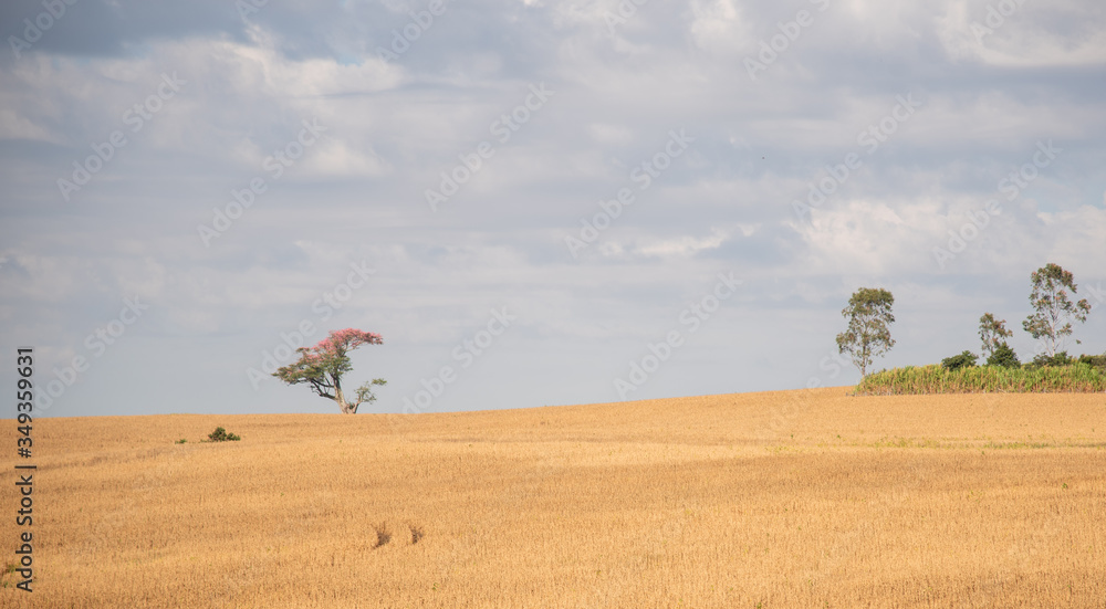 Obraz premium Rural landscape of a ready-to-harvest soybean field and a flowering paineira tree (Ceiba speciosa)