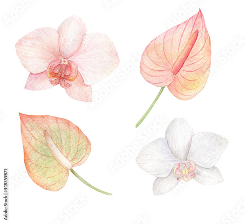 Watercolor white and pink flowers, anthurium and orchids. Botanical clipart for wedding, invitations, cards, floral arrangement design. Hand drawn illustration isolated on white background.