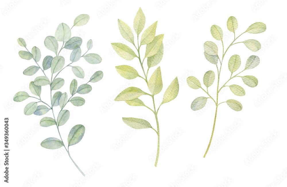 Watercolor green gentle eucalyptus branches isolated on the white background. Hand-drawn illustration. 