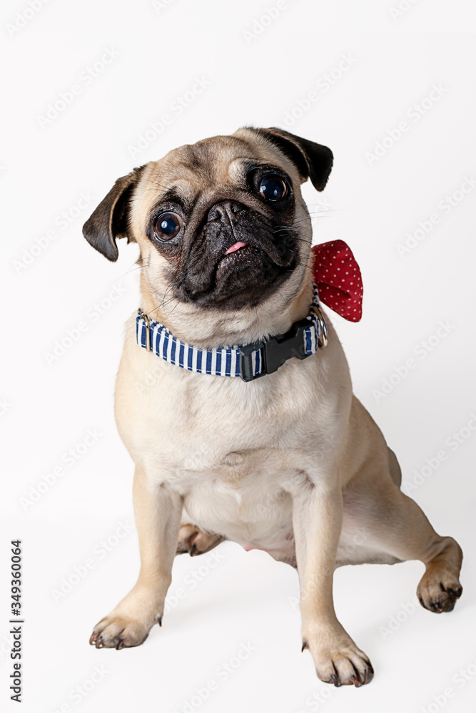 Pug dog wearing bow tie isolated on white background.
