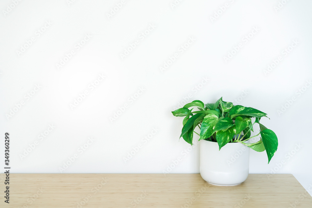 plant on table plant on table