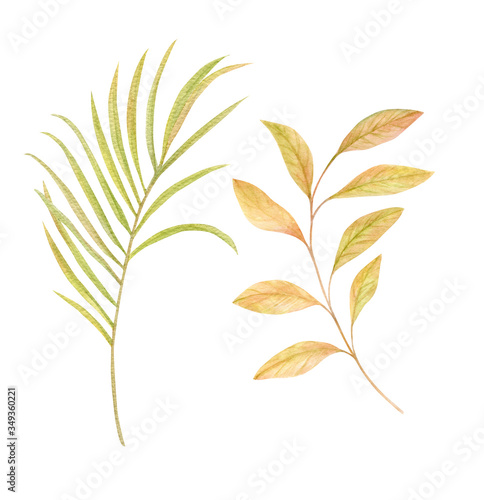 Watercolor golden green fan palm leaf. Exotic savannah clipart isolated on the white background. Hand-drawn illustration. California boho style.
