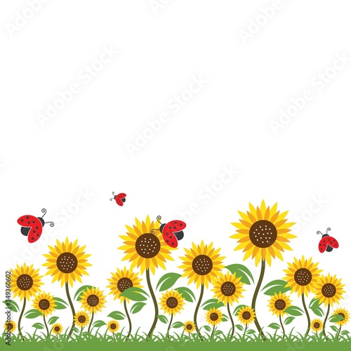 sunflowers background vector illustration