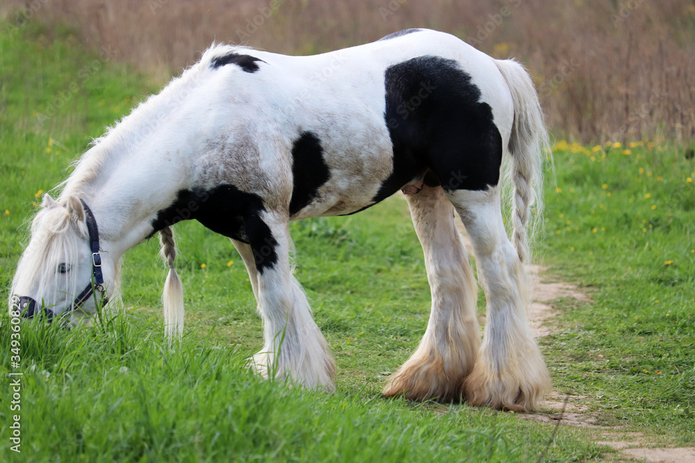 Fototapeta premium Clydesdale horse grazing on a green pasture and eating fresh grass, selective focus. Rural landscape in spring