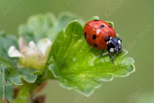 Εκτύπωση καμβά Seven-spot ladybird (Coccinella septempunctata)