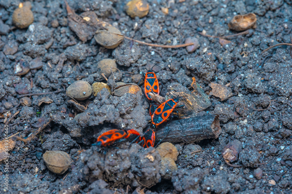 Pyrrhocoris apterus spring mating season Pyrrhocoris apterus spring mating season