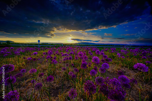 lavender field at sunset